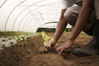 Aprovada em plenário a criação da Comissão Permanente de Agricultura, Pecuária e Desenvolvimento Rural 